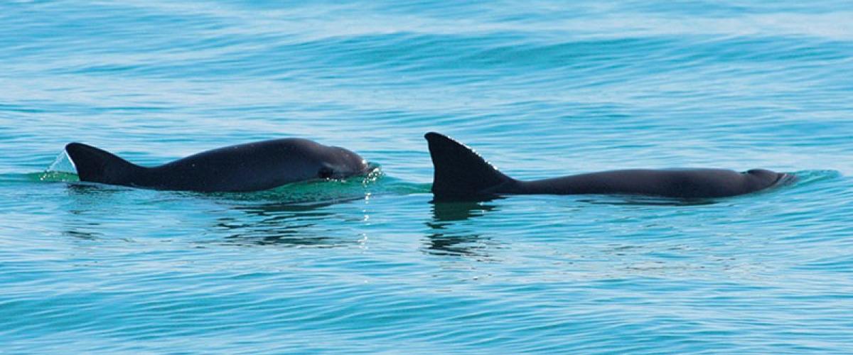 Conservation de la Vaquita au Mexique