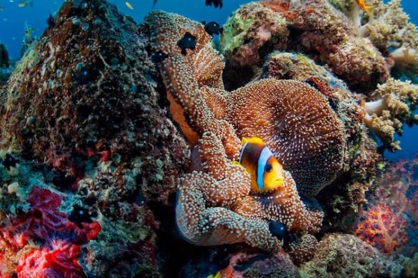 Les choix de COUSTEAU récompensés Les choix de COUSTEAU récompensés
