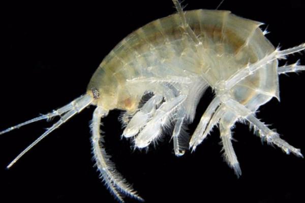 Polluants retrouvés dans les fosses océaniques les plus profondes Polluants retrouvés dans les fosses océaniques les plus profondes
