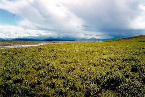 Consequences of Climate Change: The Arctic is Turning Green Consequences of Climate Change: The Arctic is Turning Green