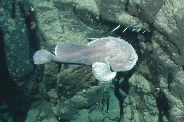 Le Blobfish Le Blobfish