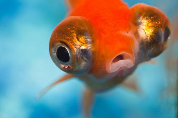 Pourquoi les poissons n’ont-ils pas de paupières ? Pourquoi les poissons n’ont-ils pas de paupières ?