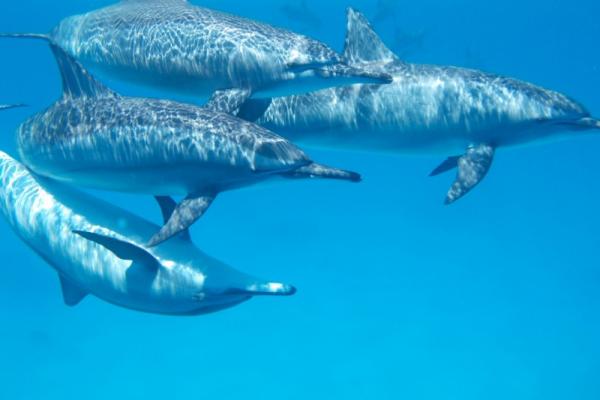 Côtes américaines : Hécatombe de dauphins et de phoques Côtes américaines : Hécatombe de dauphins et de phoques