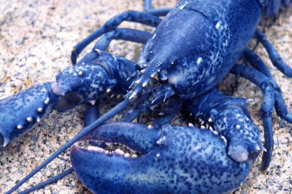 Quel taille les homards peuvent-ils atteindre ? Quel taille les homards peuvent-ils atteindre ?