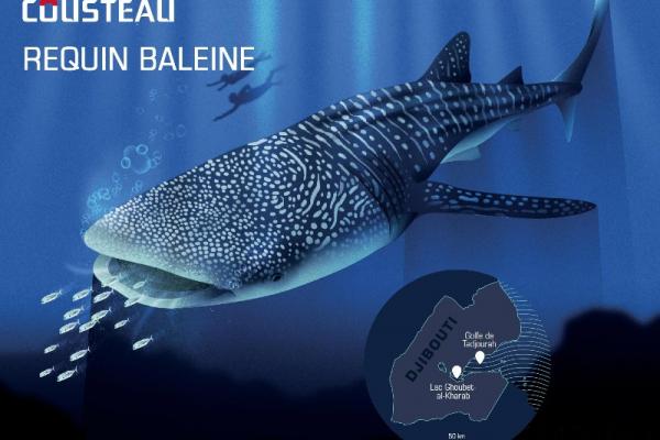 Guide d’écotourisme responsable : Requin-baleine Guide d’écotourisme responsable : Requin-baleine
