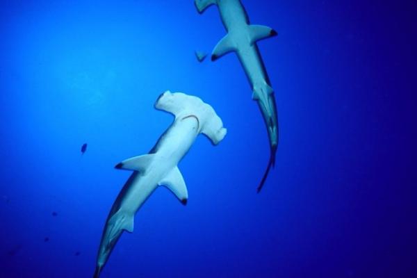 Projet Requins et Raies Projet Requins et Raies