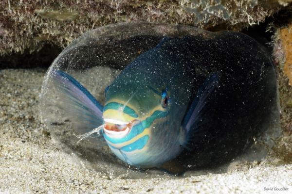 Les poissons-perroquets magiciens du récif Les poissons-perroquets magiciens du récif