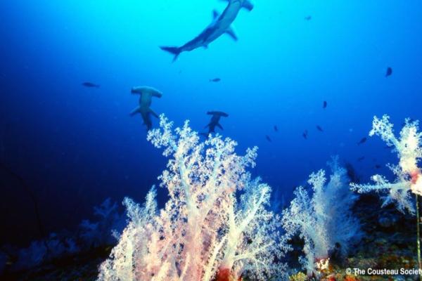 Protect Sharks and Rays of The Red Sea Protect Sharks and Rays of The Red Sea