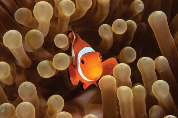 Symbiose dans la mer Symbiose dans la mer