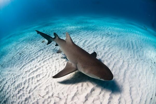 Les requins pondent-ils des oeufs ? Les requins pondent-ils des oeufs ?