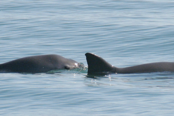 ALERTE VAQUITAS: RISQUE DE DISPARITION IMMINENT ALERTE VAQUITAS: RISQUE DE DISPARITION IMMINENT