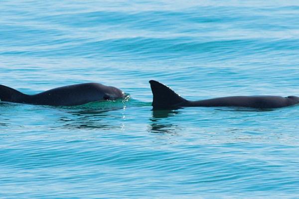 Conservation de la Vaquita au Mexique Conservation de la Vaquita au Mexique