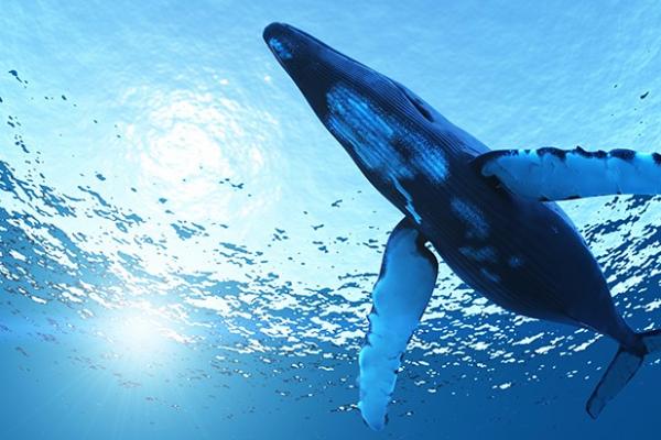 Pétition Cousteau pour les baleines Pétition Cousteau pour les baleines